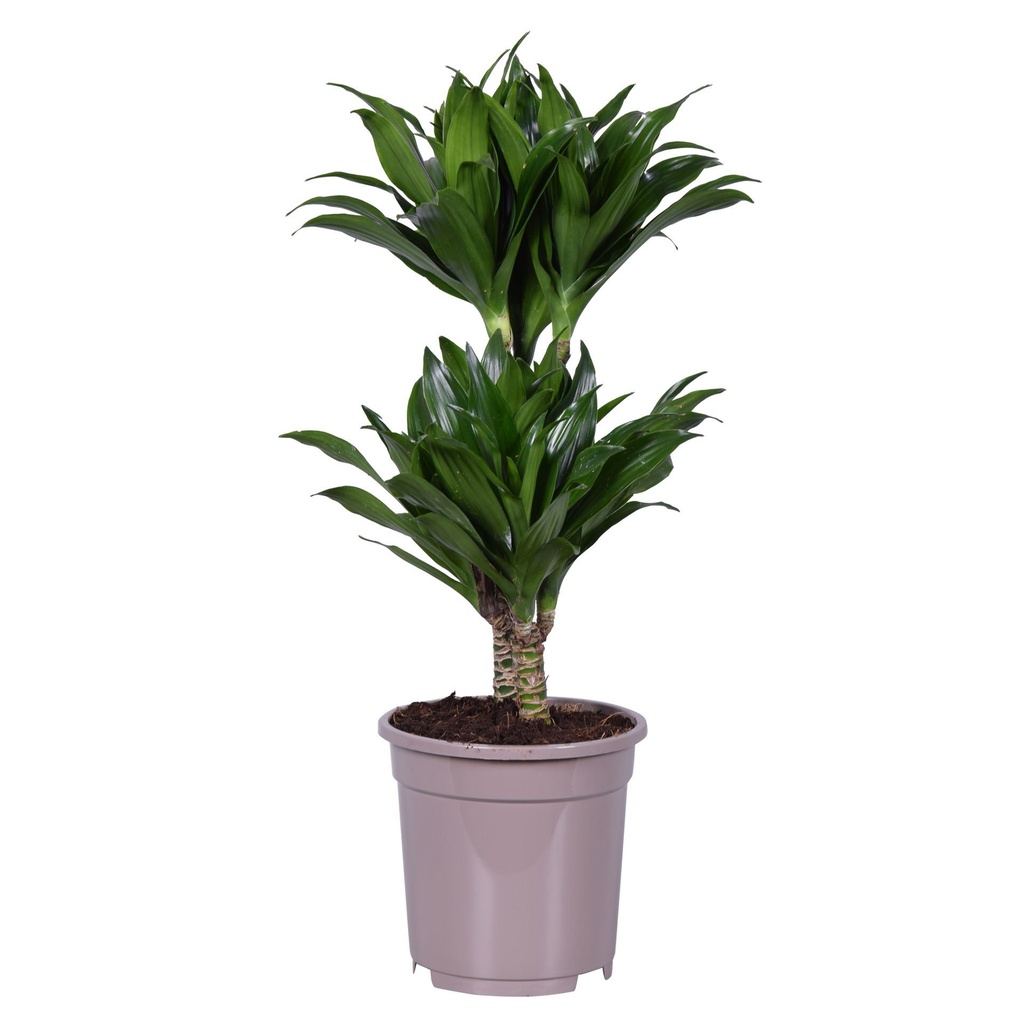 Dracaena Frag. Compacta