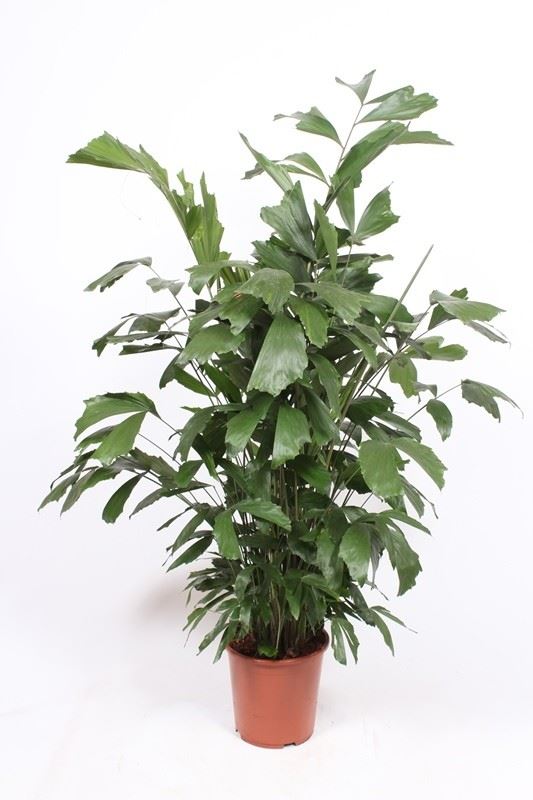 Caryota Mitis نخيل كاريوتا ميتيس
