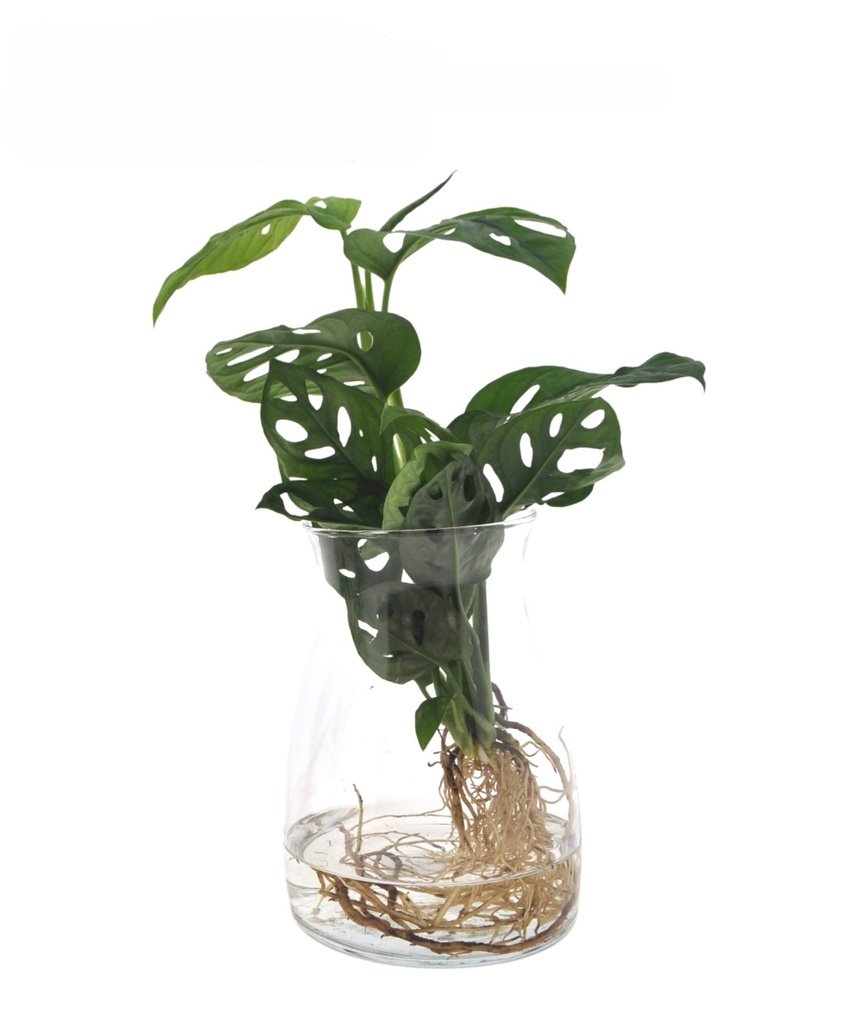 Monstera Adansonii Arrangement