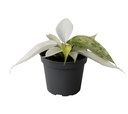 Philodendron Florida Ghost - S