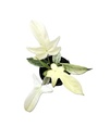 Philodendron Florida Ghost 