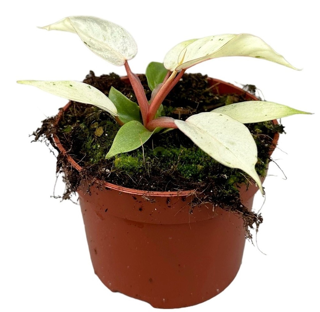 Philodendron 'Snowdrift' فيلودندرون الجليد الطائر