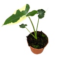 Alocasia Mickey Mouse