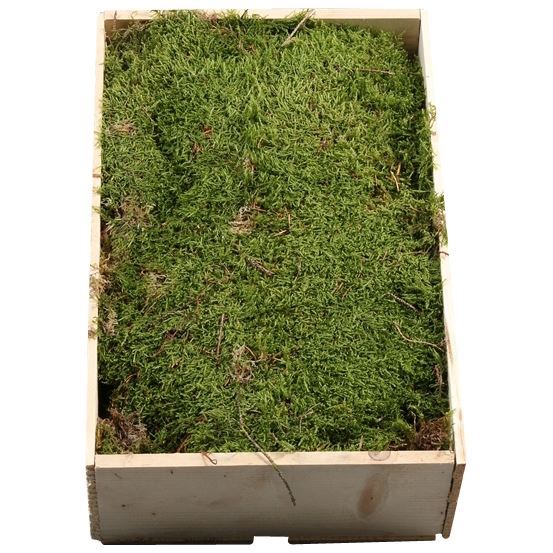 Plat Moss in Wood Crate
