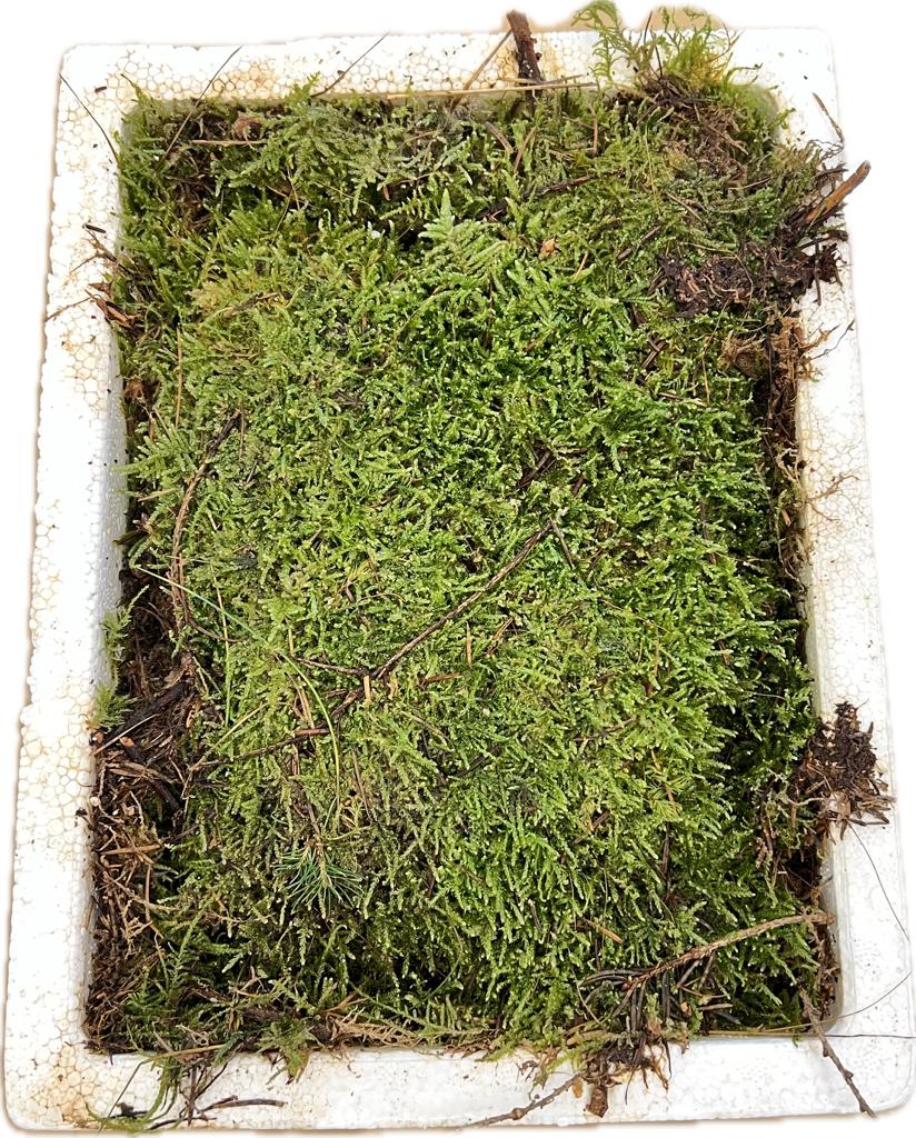 Plat Moss in Small Styro