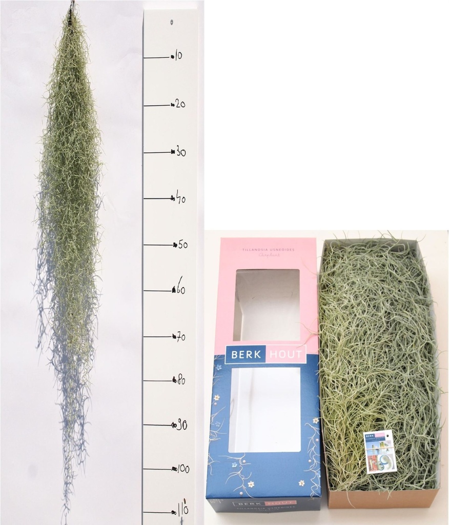 Tillandsia Usneoides