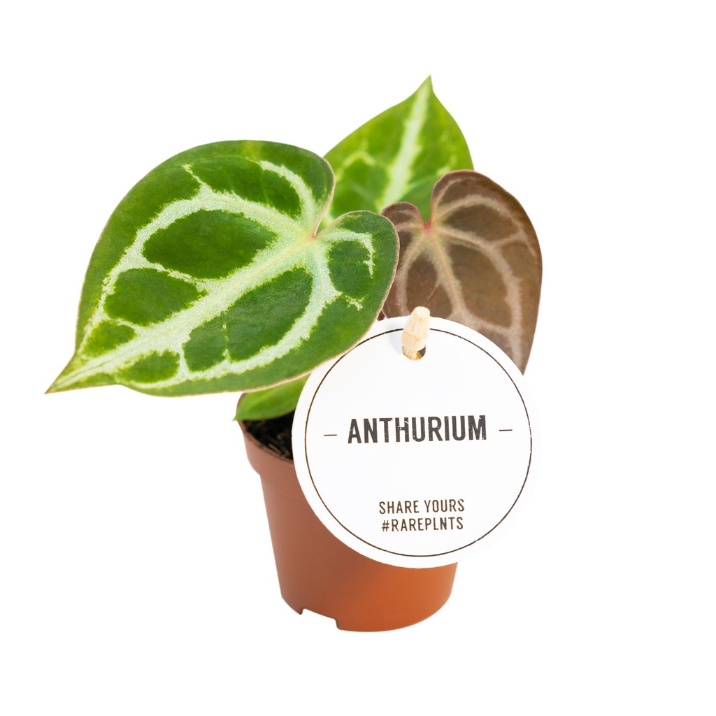Anthurium Crystallinum 