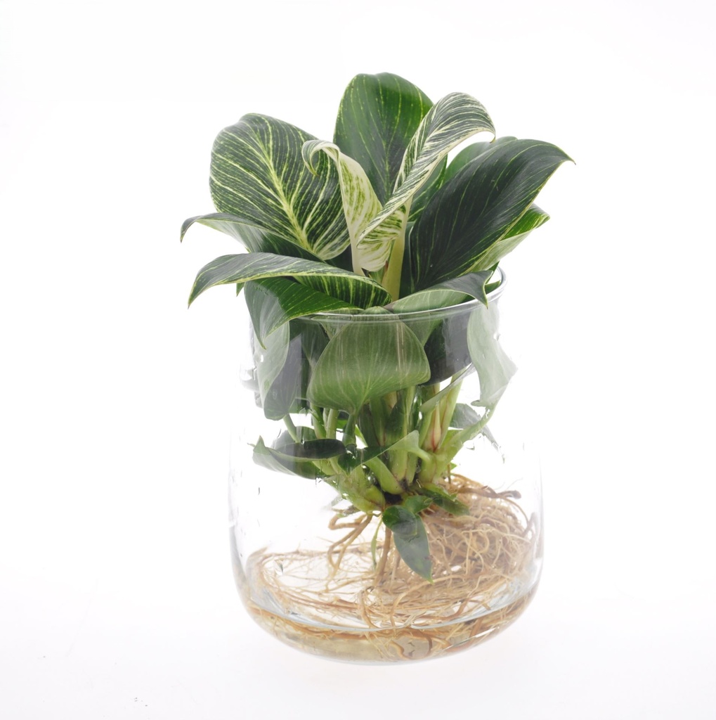 Birkin Plant on Water - 12/25