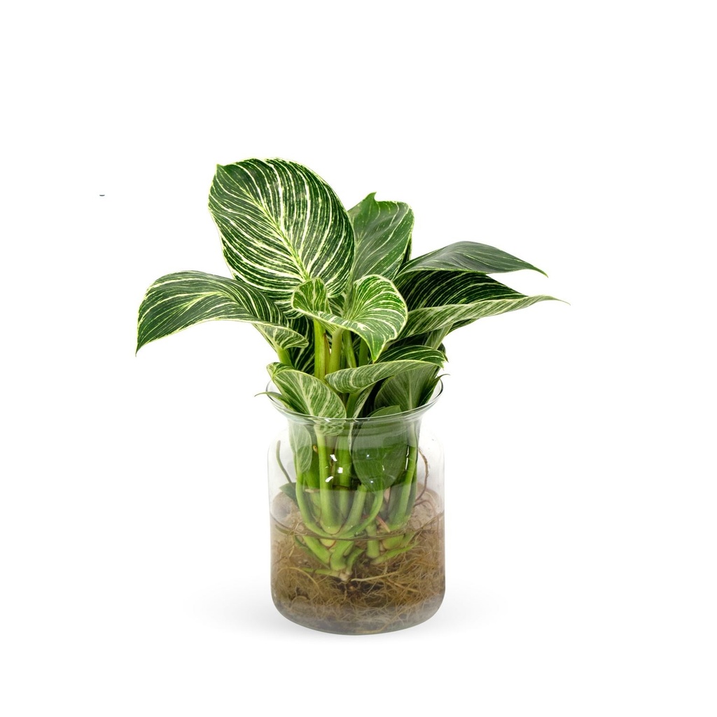 Birkin Plant on Water - 14/25