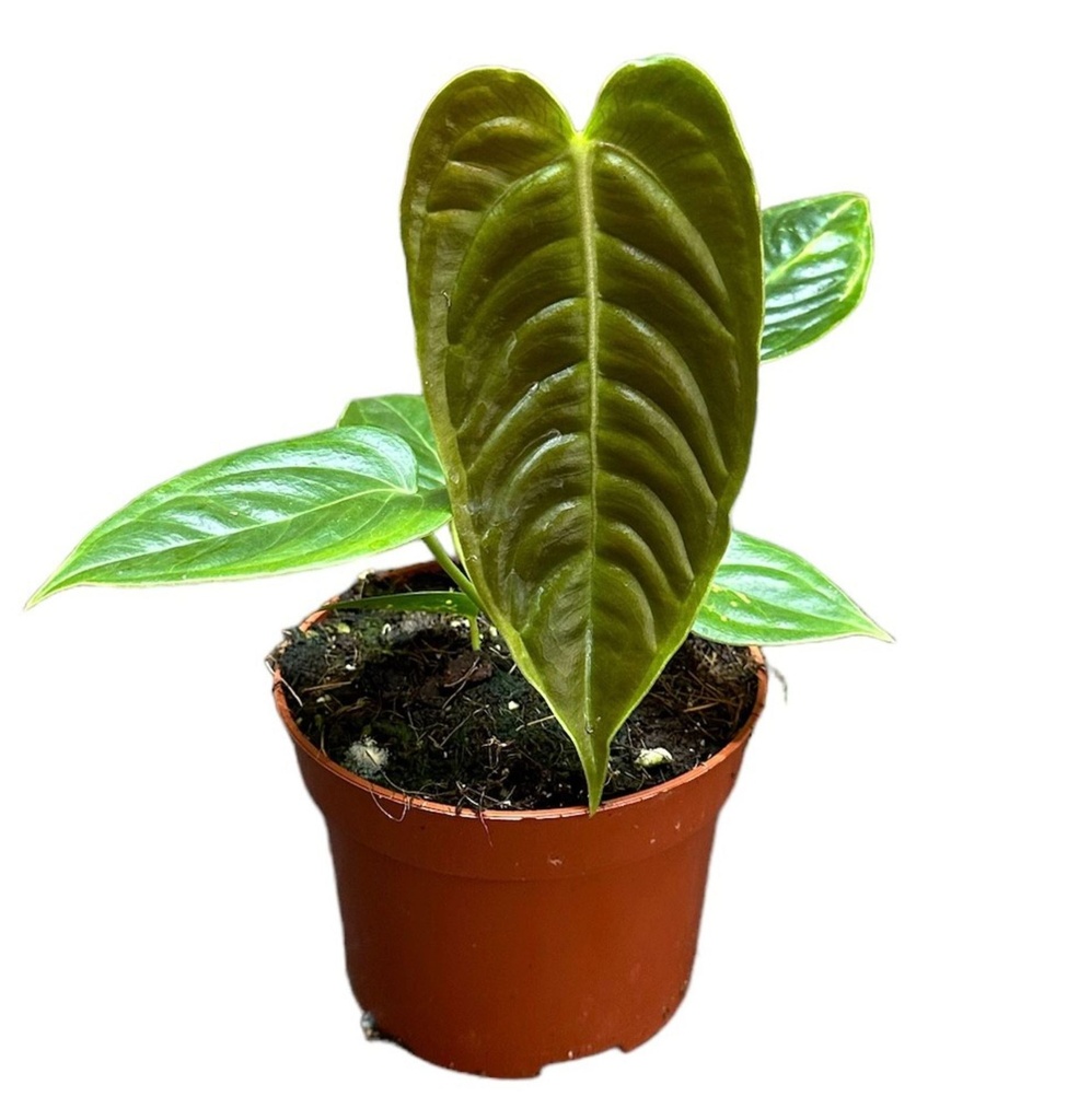 Anthurium Veitchii - 12/25