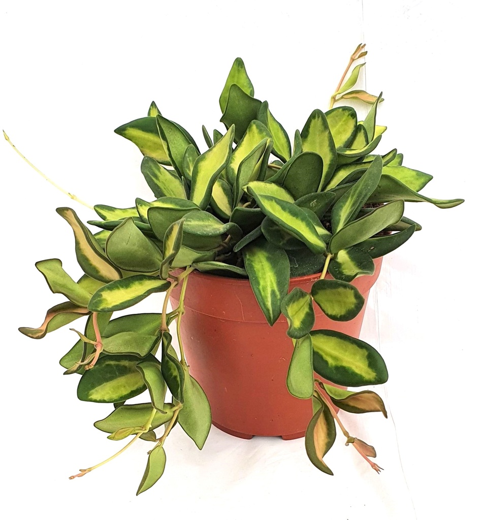 Hoya DS 70 - 12/15 هويا DS 70 - 12/15