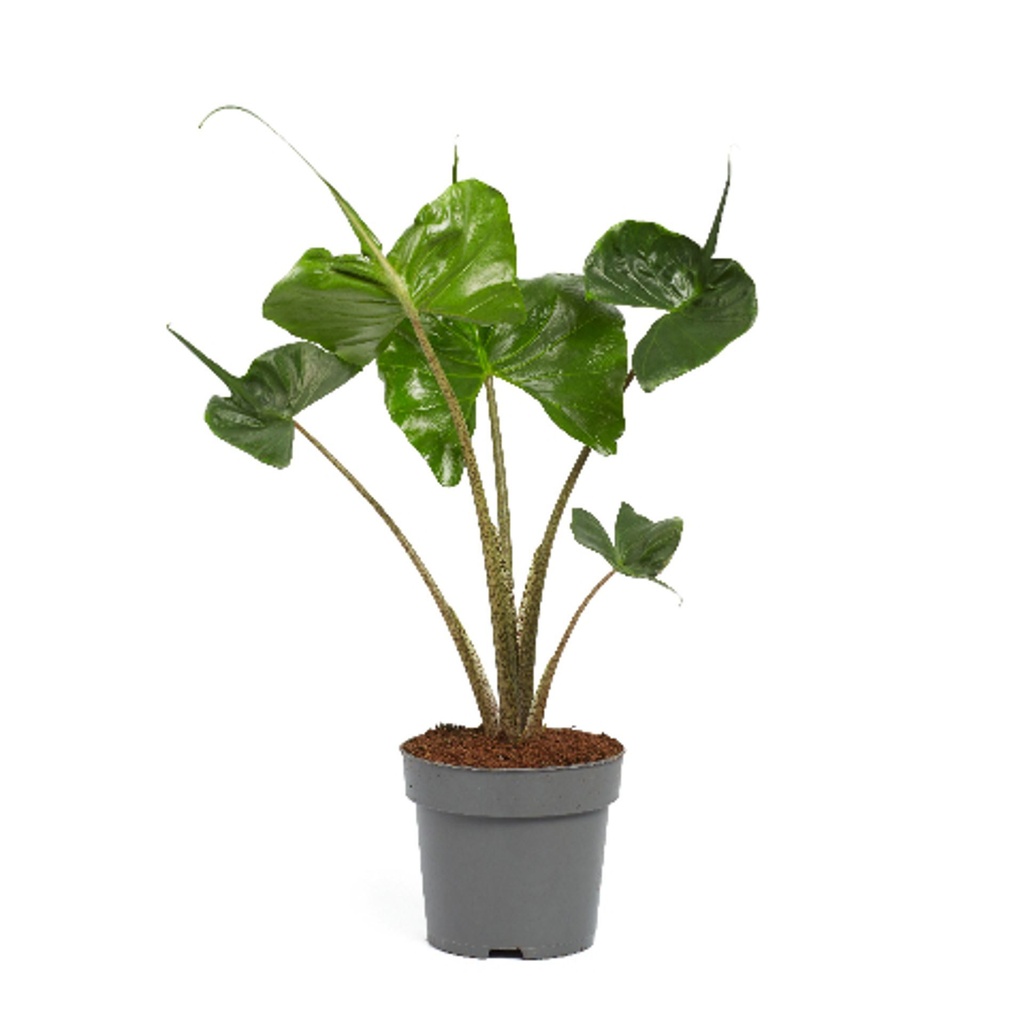 Alocasia Macrorrhiza Stingray - 17/65