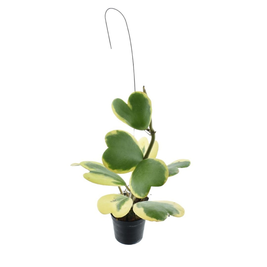Hoya Kerrii - 9/15