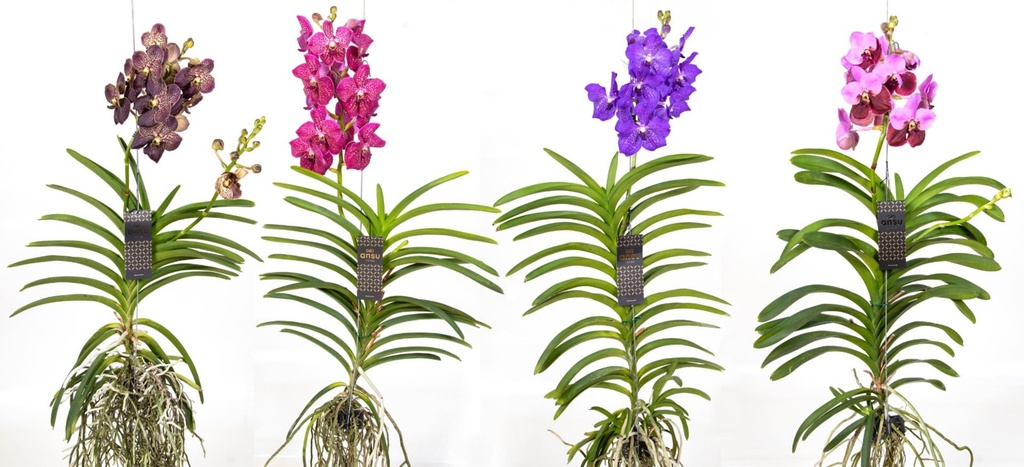Vanda Hybrid Mix فاندا هجين مكس
