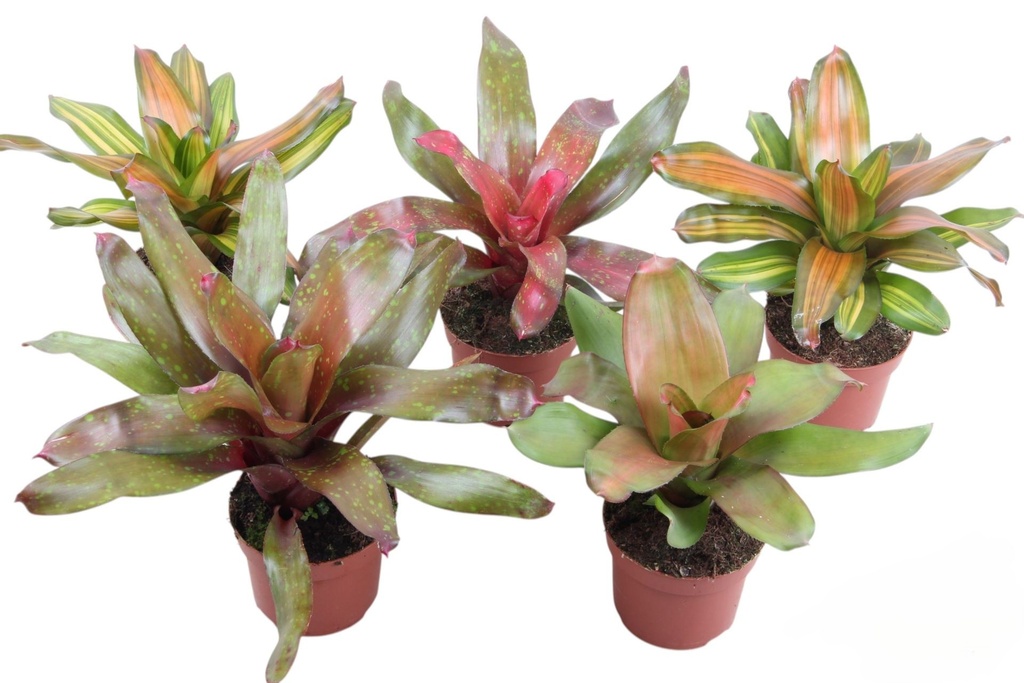 Neroregelia Medea (Bromeliad Medea) نيفروليبيس إكسال. بوستون بلو بيل - 12/27