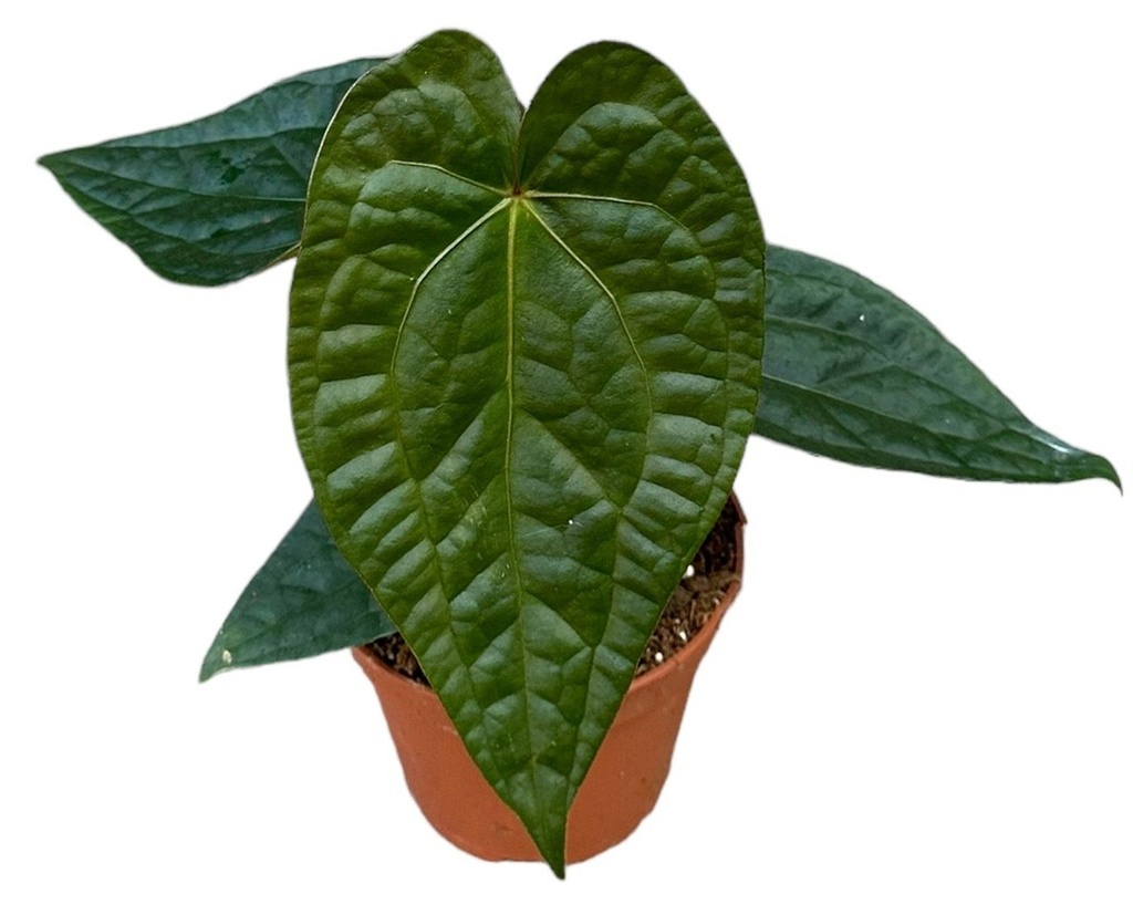 Anthurium Luxurians أنثوريوم لوكسوريانس
