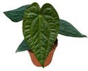 Anthurium Magnificum x Luxurians - 14/30