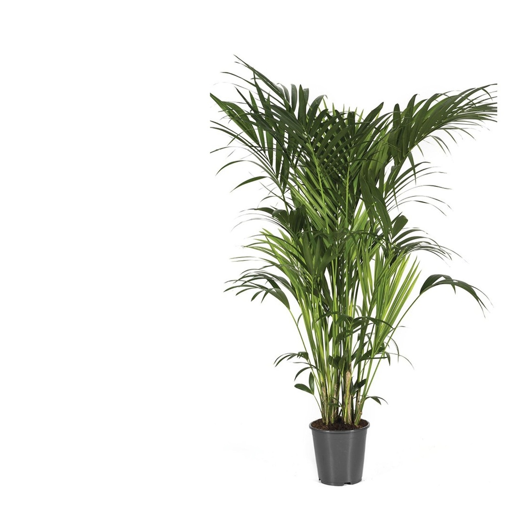 هاويا فورستيريانا - 27/180