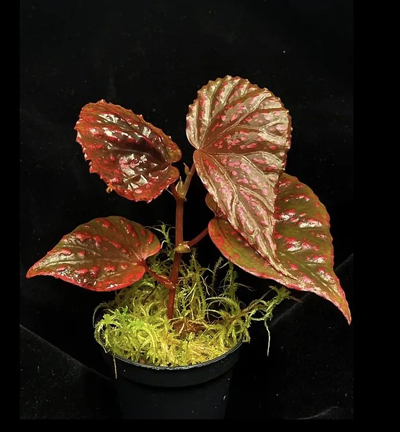 Begonia Bengohensis بيغونيا بينغوهينسيس