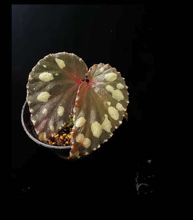 Begonia Sp Kalimantan بيغونيا كاليمانتان