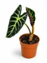 Alocasia Balloon Heart ألوكاسيا بالون هارت