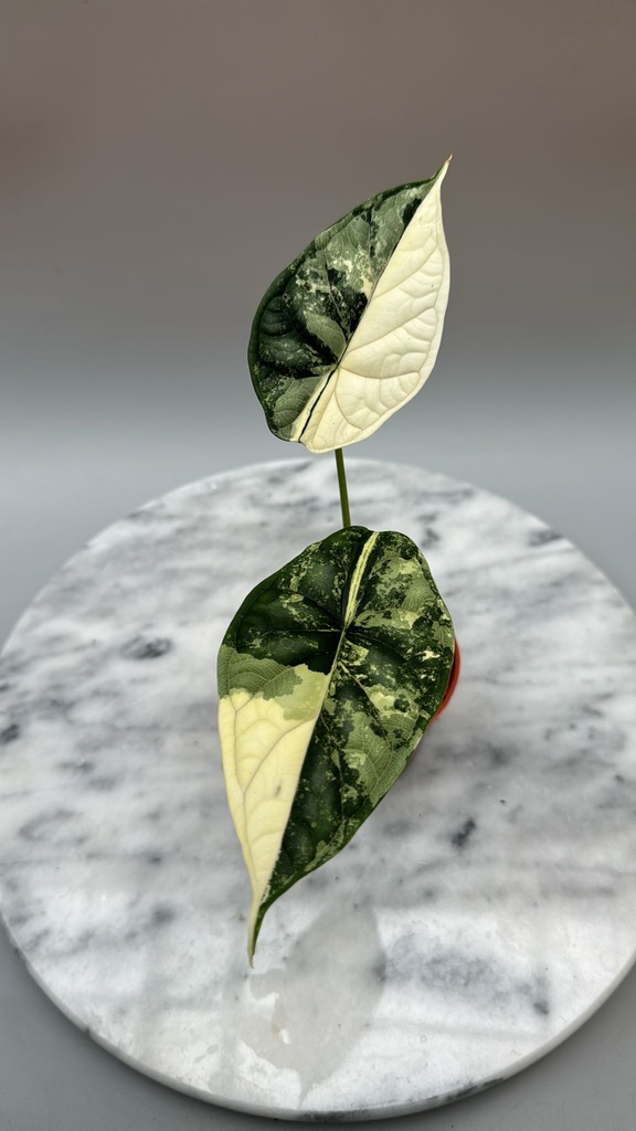 Alocasia Dragon Scale Variegated Albo ألوكاسيا قشور التنين متعدد الألوان ألبو