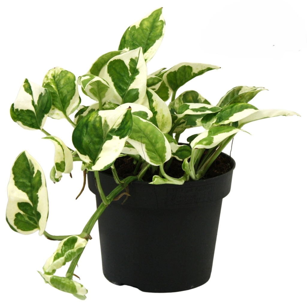 Epipremnum Pinn N'Joy إيبيبريمنوم بين إن جوي