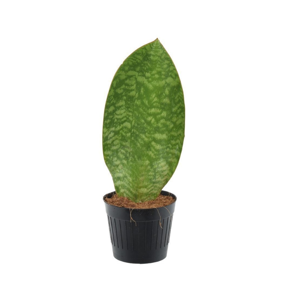 Sansevieria Masoniana سانسيفيريا ماسونيانا