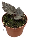 Begonia Taconite