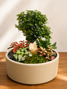 Zen Grove Mini Garden حديقة زِن المصغّرة