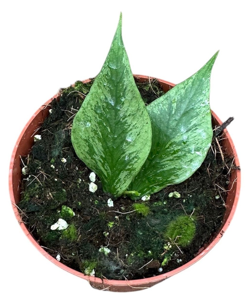 Hoya Polyneura Broget (Fishtail) هويا بولينورا (ذيل السمكة)