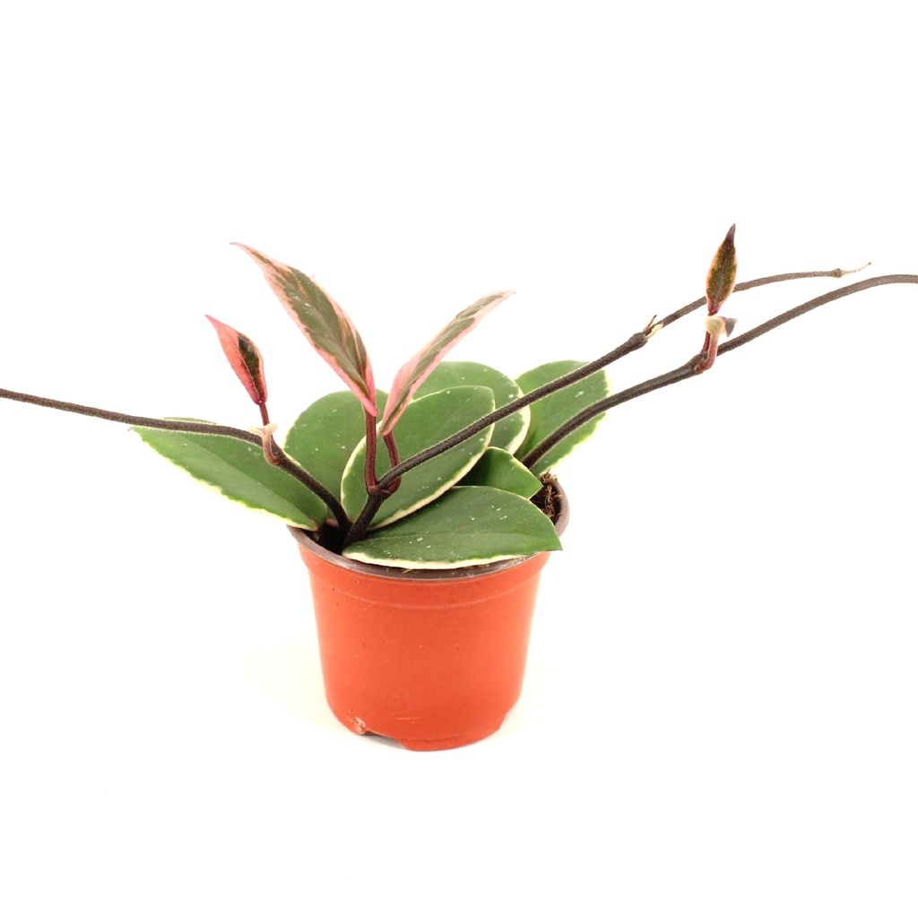 Hoya Flamingo Dream