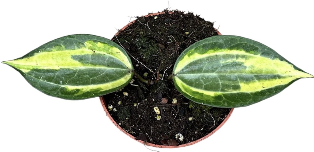 Hoya Latifolia Pot of Gold هويا لاتيفوليا وعاء الذهب