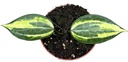 Hoya Latifolia Pot of Gold