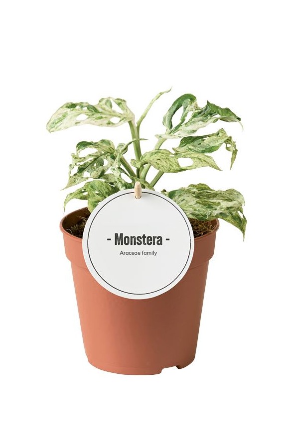 Monstera Frozen Freckles مونستيرا النمش المجمد