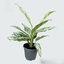 Aglaonema Silver Queen أغلاونيما الملكة الفضية