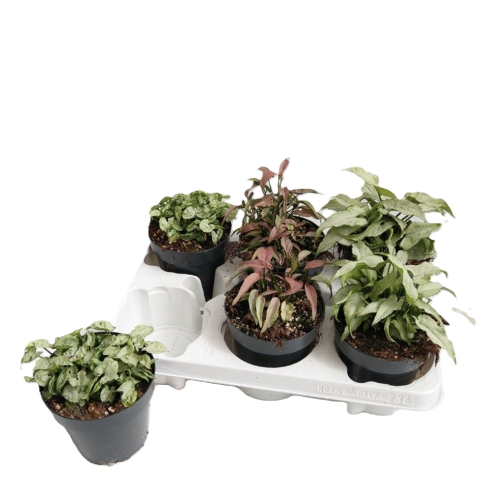 Syngonium Mix