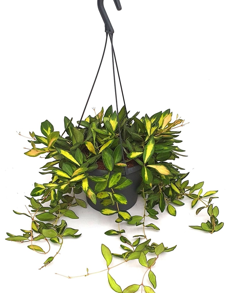 Hoya DS70 - Hanging Plant هويا DS70 - نبتة معلقة
