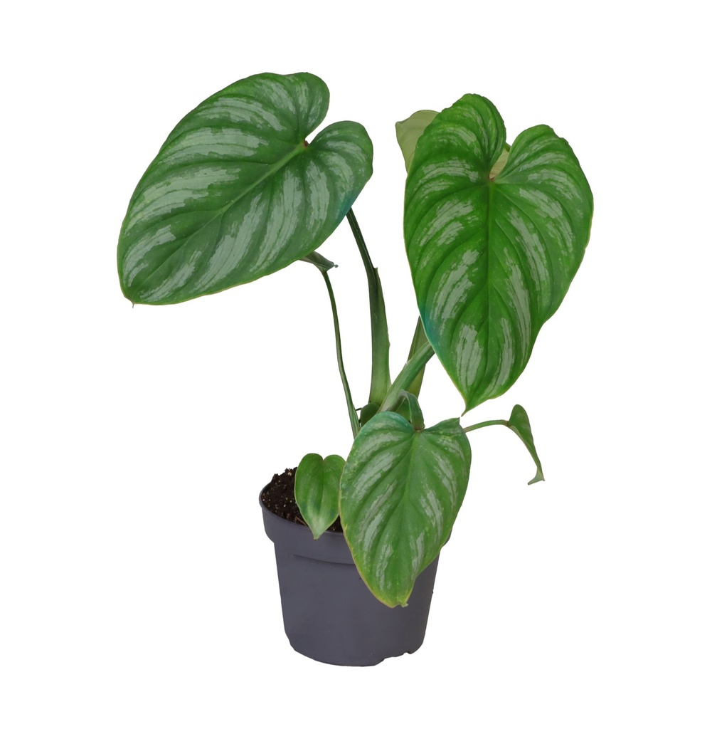 Philodendron Mamei فيلودندرون مامي