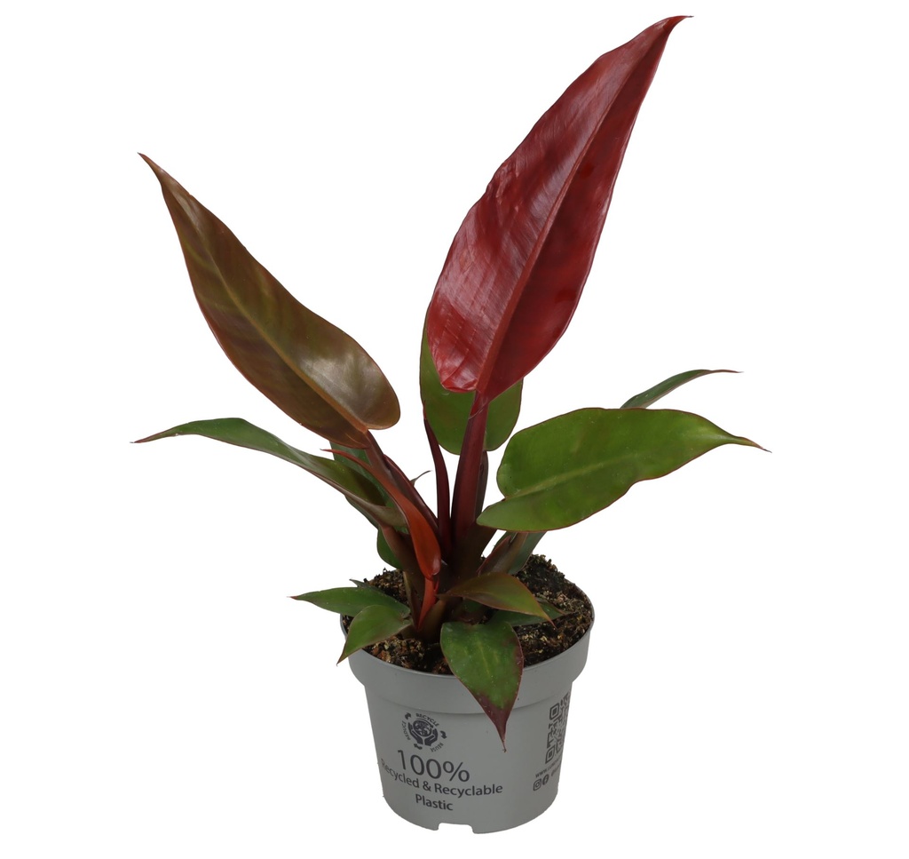 Philodendron Sun Red فيلودندرون أحمر الشمس