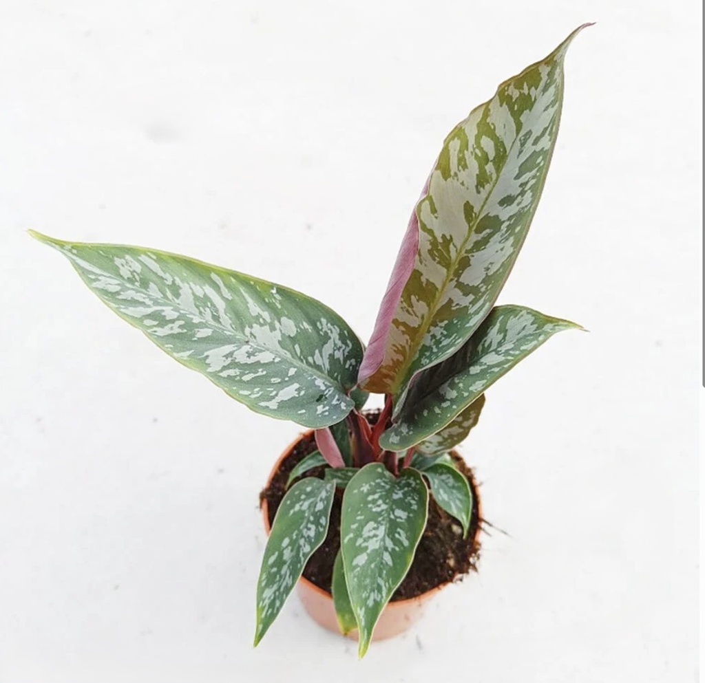 Apoballis Acuminatissima 