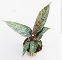 Apoballis Acuminatissima 