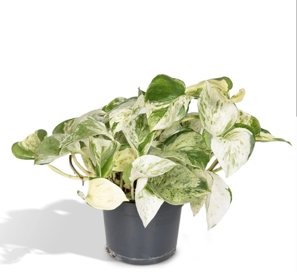 Epipremnum Pinn Happy Leaf إيبيبريمنوم بين هابي ليف