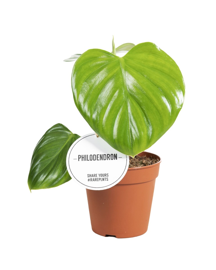 Philodendron Pittieri فيلودندرون بيتيري