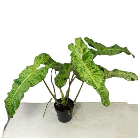 Philodendron Paraiso Verde فيلودندرون باراييسو فيردي