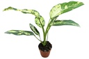 Dieffenbachia Yellow Star ديفينباخيا النجمة الصفراء