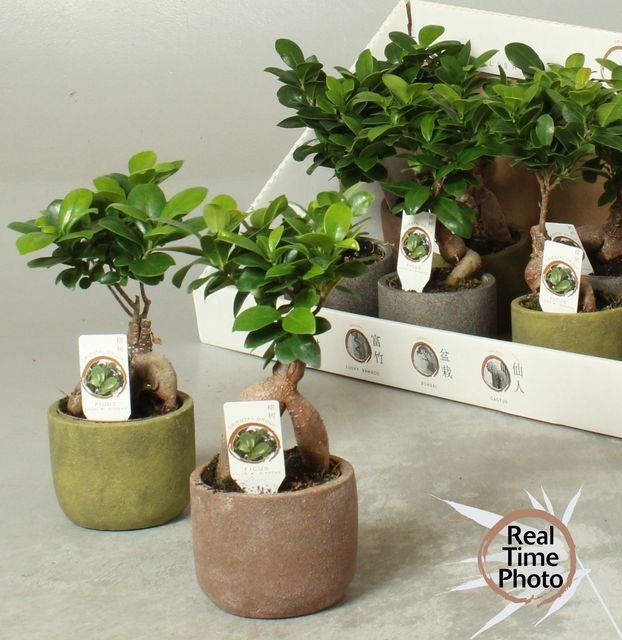 Ficus Microcarpa Bonsai Ginseng
