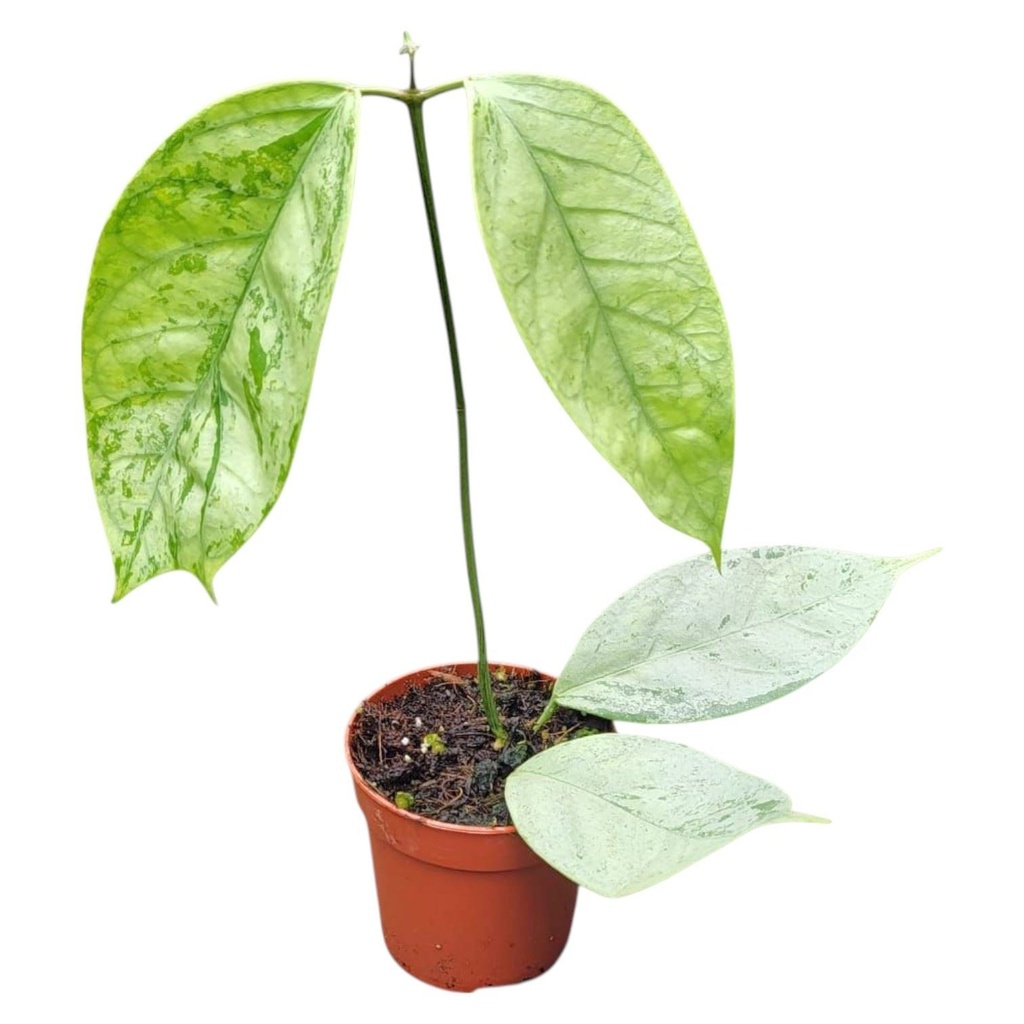 Hoya Coriacea Silver هويا كورياسيا الفضية