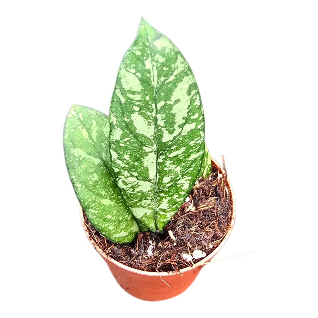 Hoya Crassipetiolata Splash هويا كراسيبيتيولاتا سبلاش