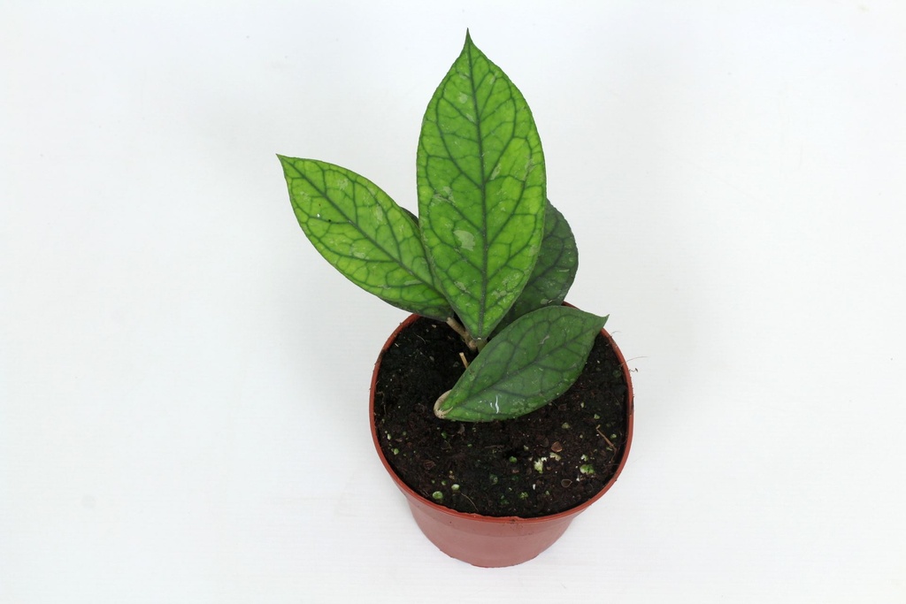 Hoya Water-Drop (Irina) EPC964 هويا قطرة الماء (إيرينا) EPC964